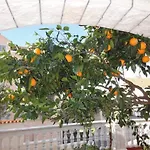 Orange Tree *