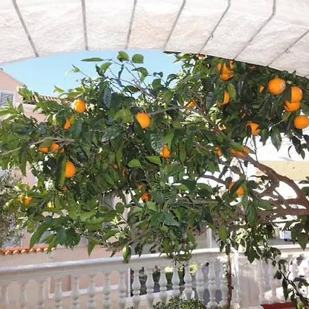 Orange Tree *